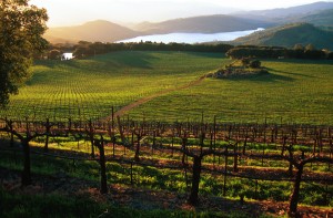 Chappellet Winery